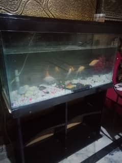 Fish Aquarium 3ft Size