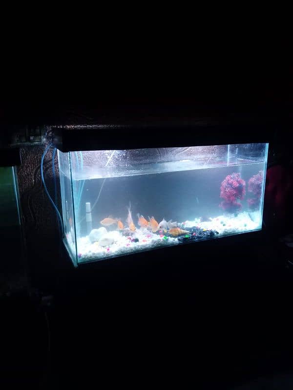 Fish Aquarium 3ft Size 2