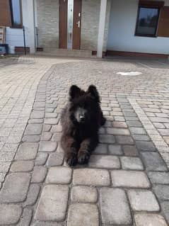 German shepherd black puppy available for sale