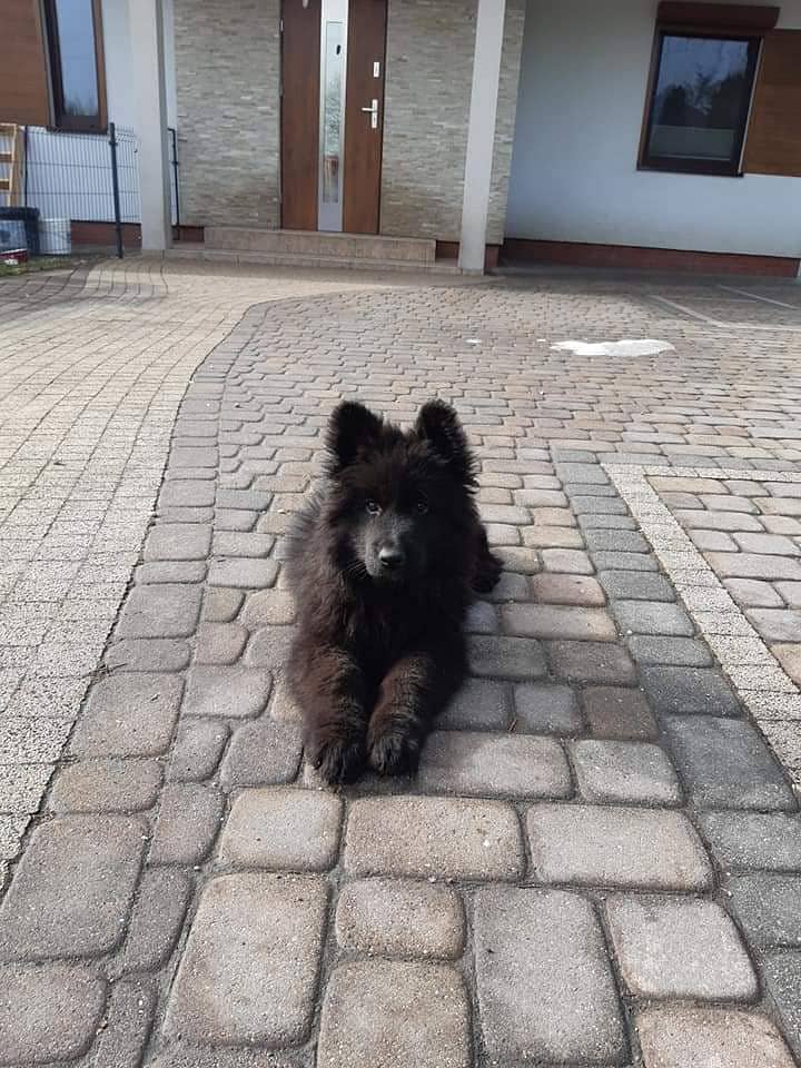 German shepherd black puppy available for sale 0