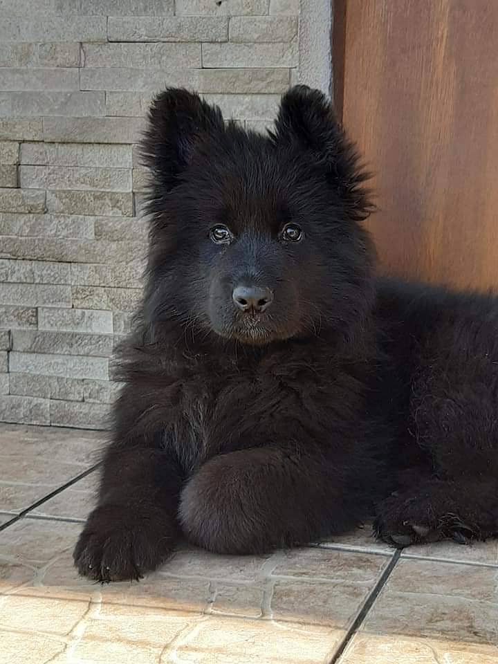 German shepherd black puppy available for sale 1