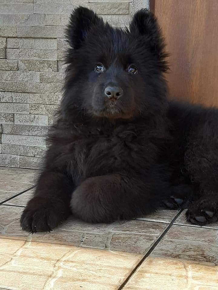 German shepherd black puppy available for sale 2