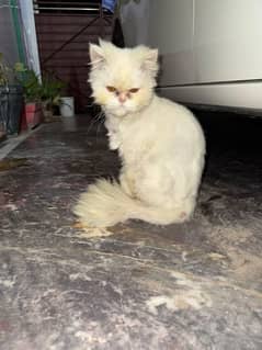 Persian cat pair punch face