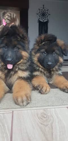 German shepherd pink pedigree puppies both available