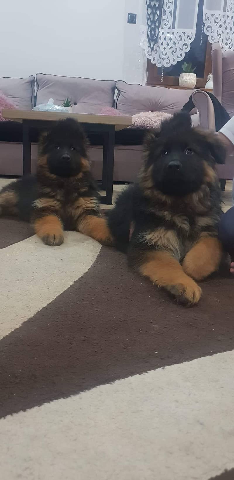 German shepherd pink pedigree puppies both available 1