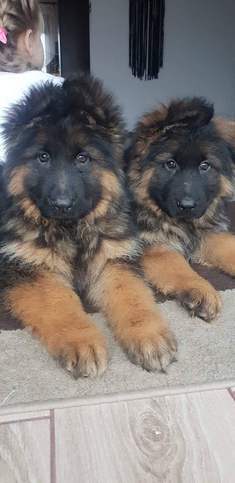 German shepherd pink pedigree puppies both available 2