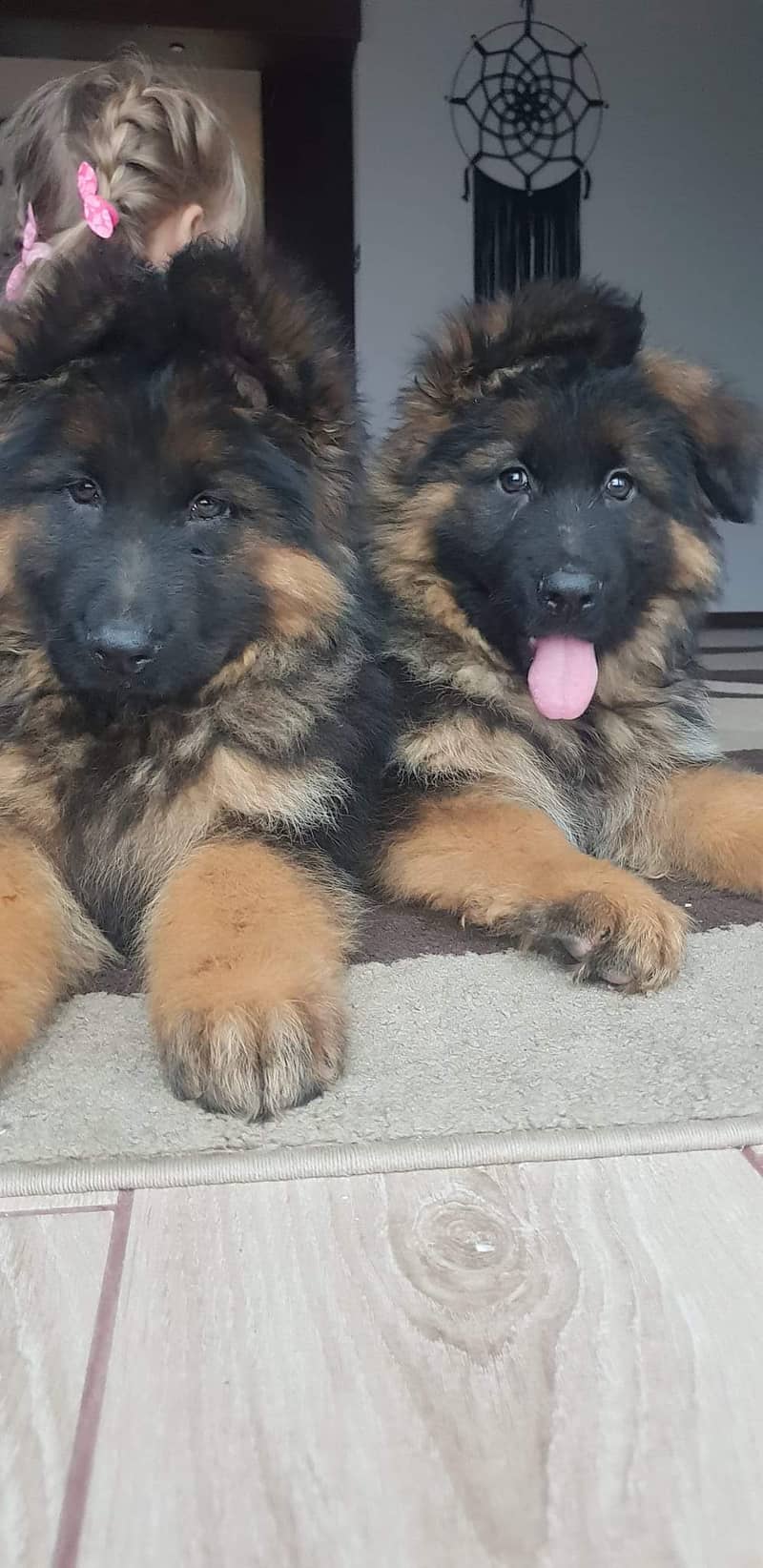 German shepherd pink pedigree puppies both available 3