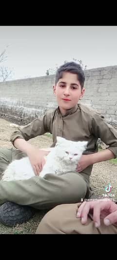 white persian long coat cat