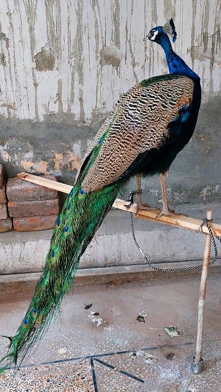 Blue shoulder peacock male 0