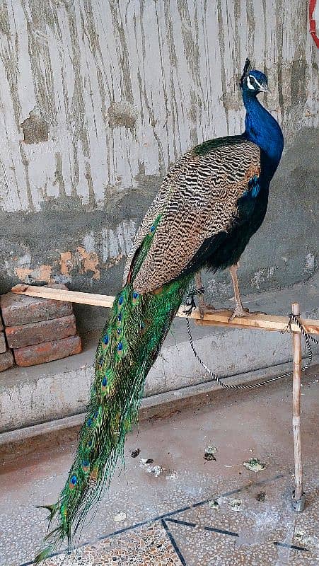 Blue shoulder peacock male 2