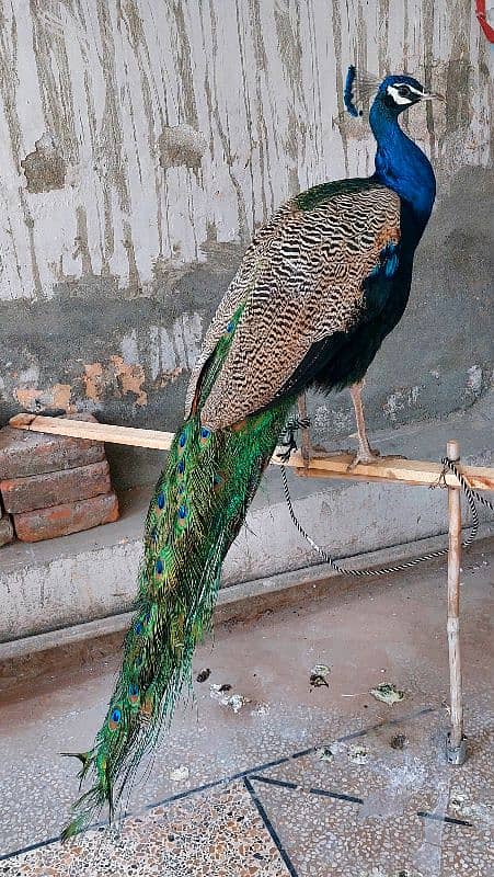 Blue shoulder peacock male 4