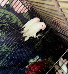 Albino Red eyes breeder pair DNA