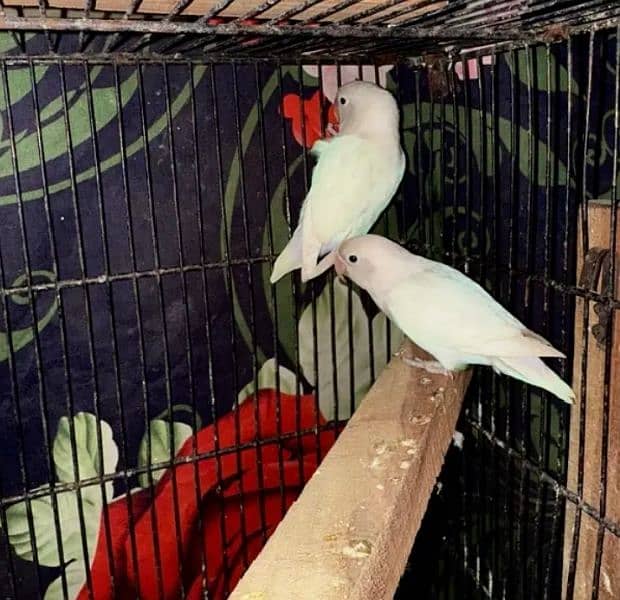 Albino Red eyes breeder pair DNA 1