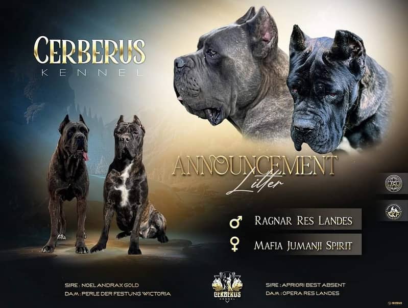 Cane corso imported puppy available for sale 0