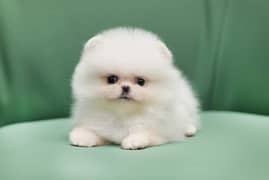 Pomeranian