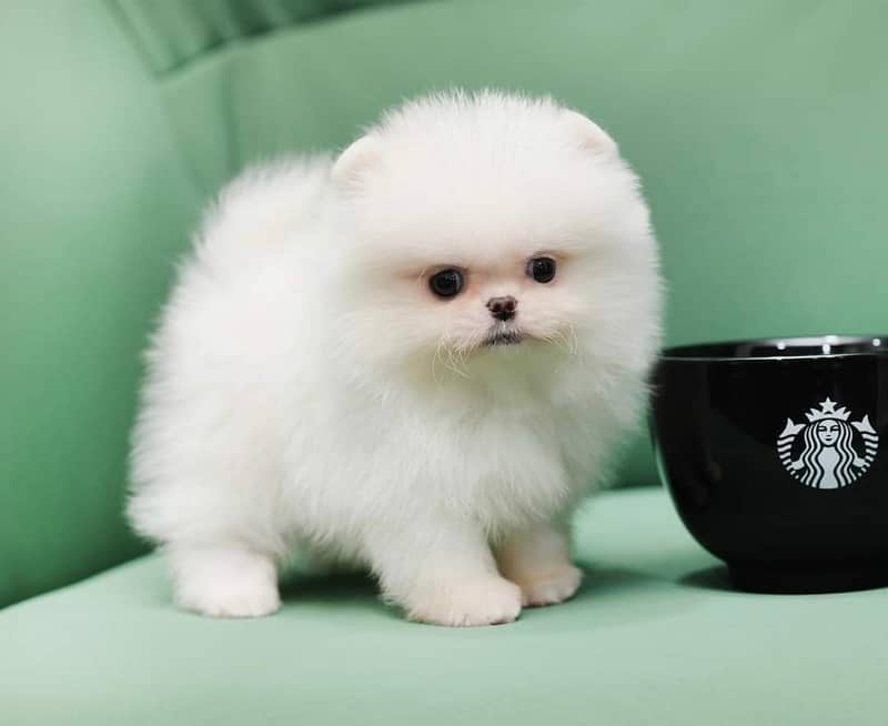 Pomeranian tea cup size available in Pakistan for sale 1