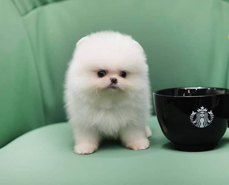 Pomeranian tea cup size available in Pakistan for sale 2