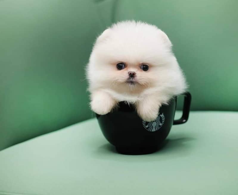 Pomeranian tea cup size available in Pakistan for sale 3