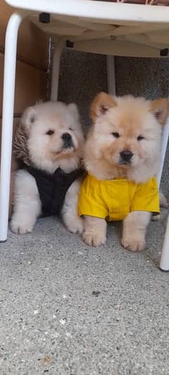 chow chow imported pedigree puppies available for sale