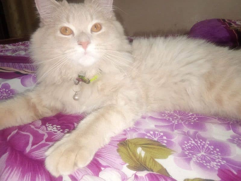 Persian cat 0