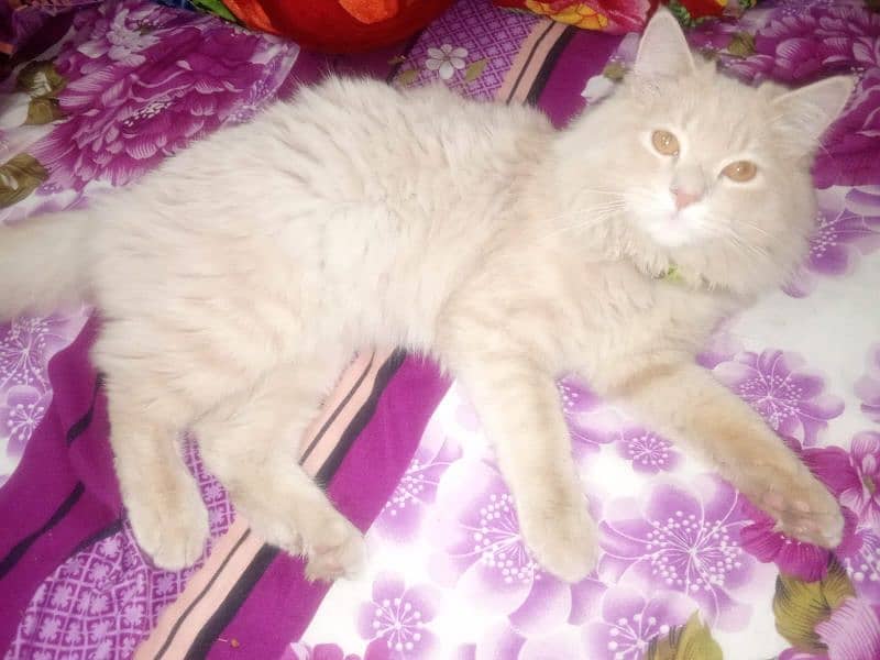 Persian cat 2