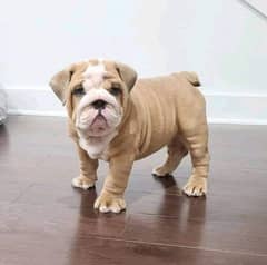 English Bulldog imported puppy available for sale