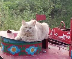 triple coat Persian White cat