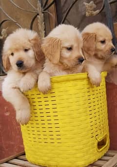 Golden retriever pedigree puppies available here