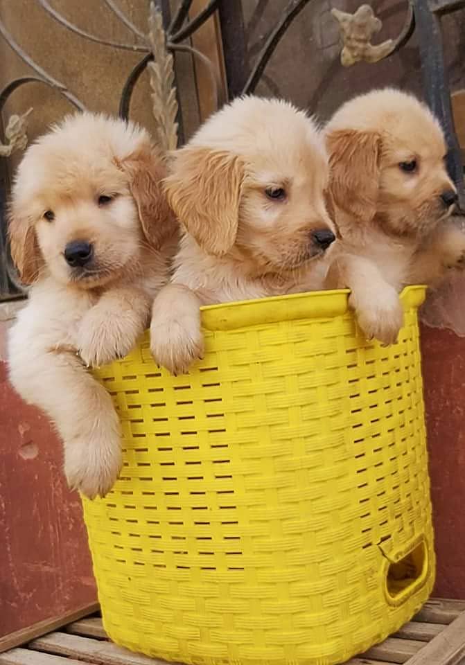 Golden retriever pedigree puppies available here 0