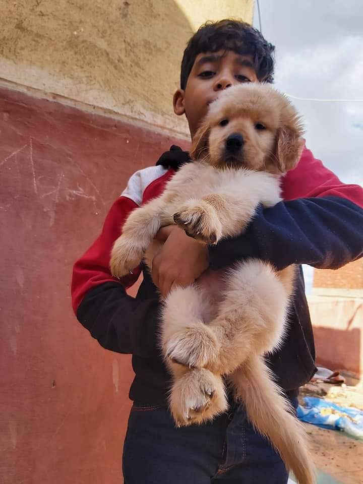 Golden retriever pedigree puppies available here 1