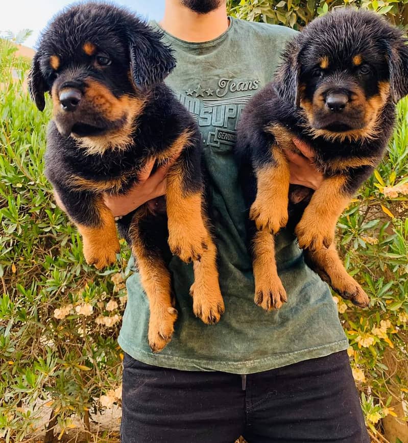 Rottweiler German puppies available for sale 1