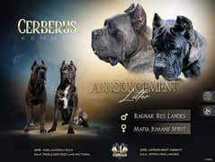 Cane corso pedigree imported puppy available for sale