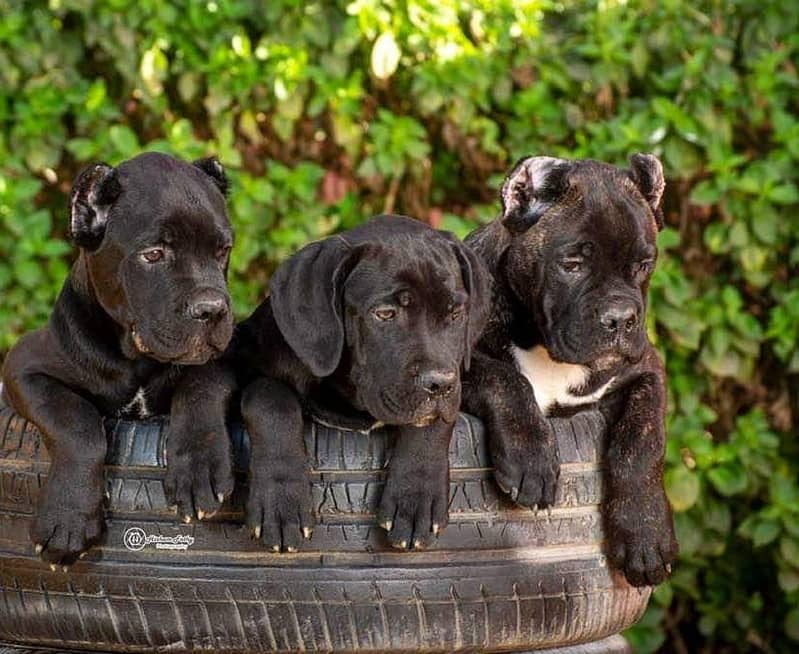 Cane corso pedigree imported puppy available for sale 1