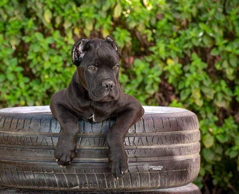 Cane corso pedigree imported puppy available for sale 2