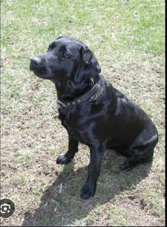 Labrador female breeder for sale