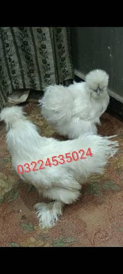 Silkie hens fertile Eggs