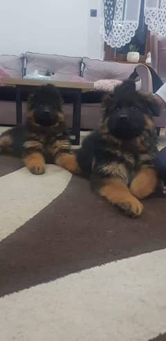 German shepherd pedigree microchipped puppies available