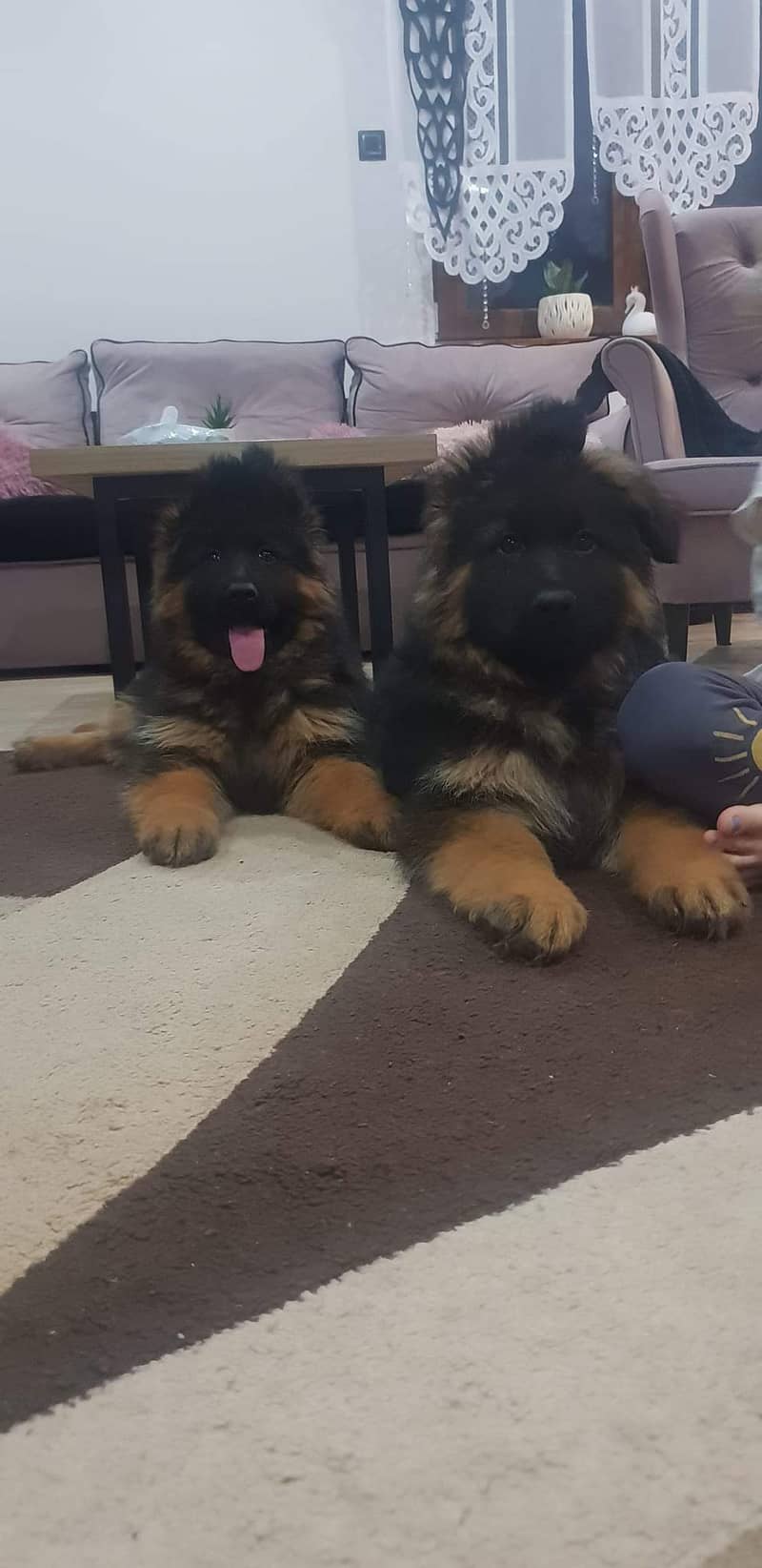 German shepherd pedigree microchipped puppies available 1