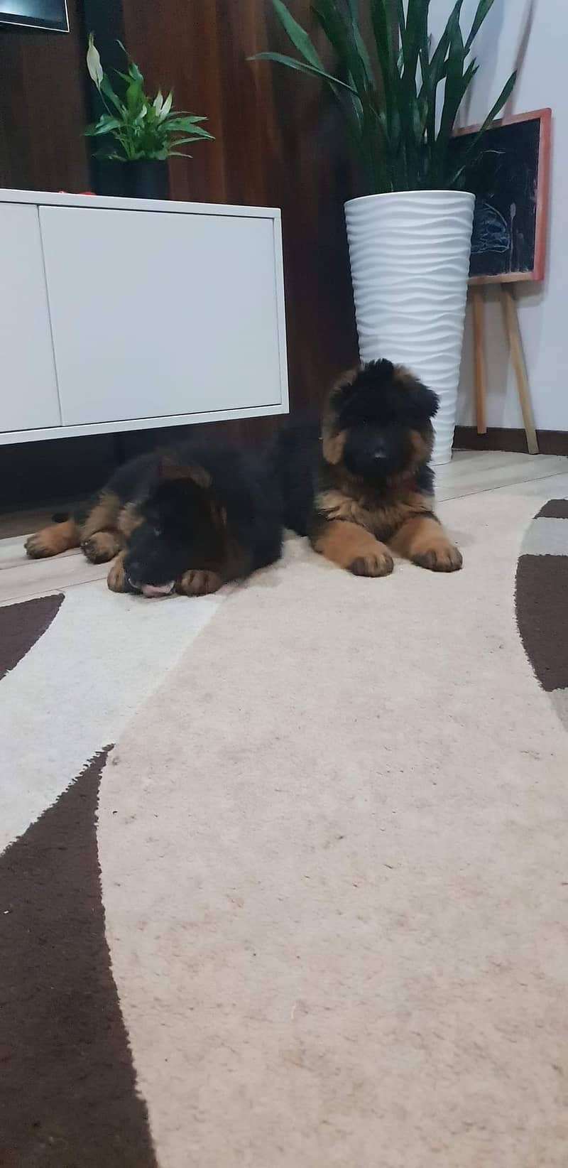 German shepherd pedigree microchipped puppies available 3