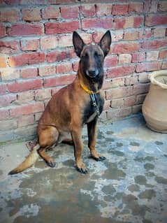 Belgian malinois for new home