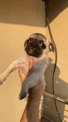 Pug male puppy