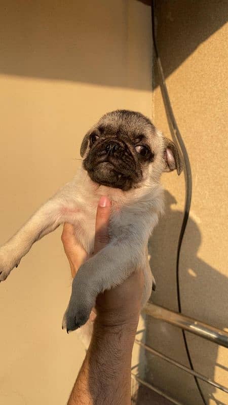 Pug male puppy 0