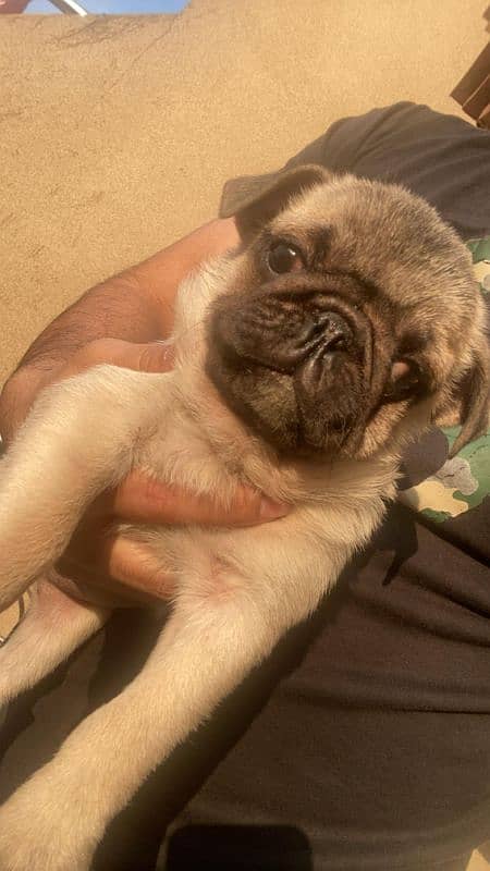 Pug male puppy 1