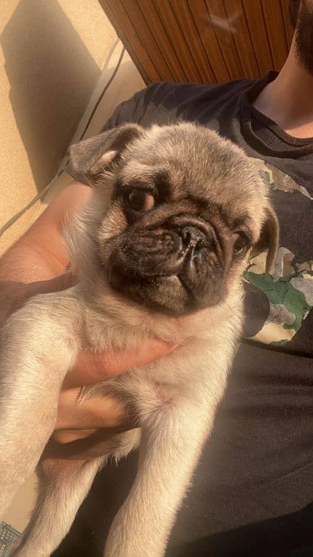 Pug male puppy 3