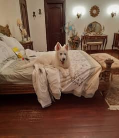 White shepherd pedigree puppies available for sale