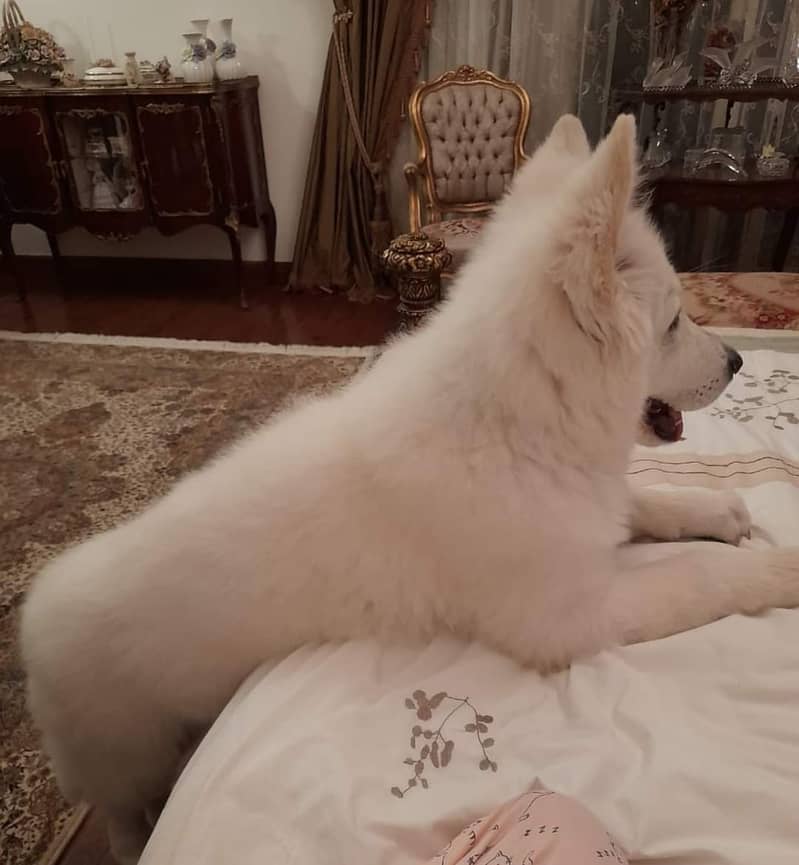 White shepherd pedigree puppies available for sale 1