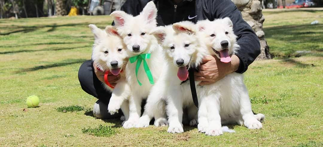 White shepherd pedigree puppies available for sale 2