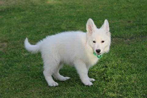 White shepherd pedigree puppies available for sale 3