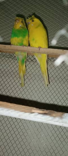 Crusted & King Size Australian parrots