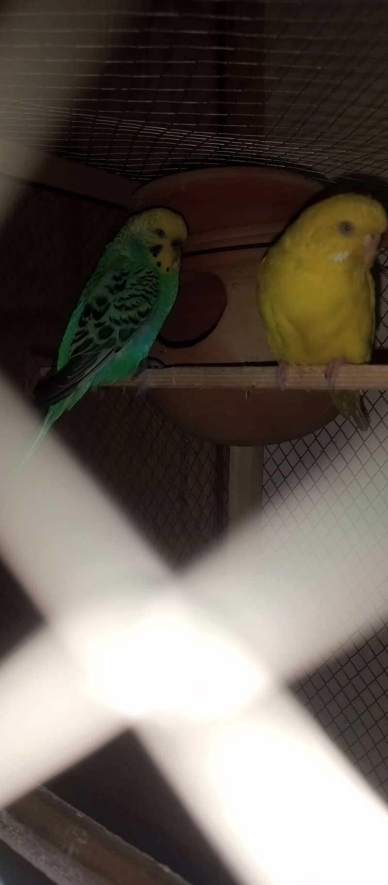 Crusted & King Size Australian parrots 2